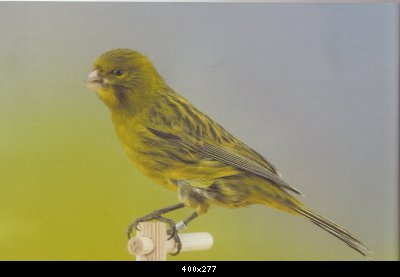 2054942707_small_2_1381578846_426216